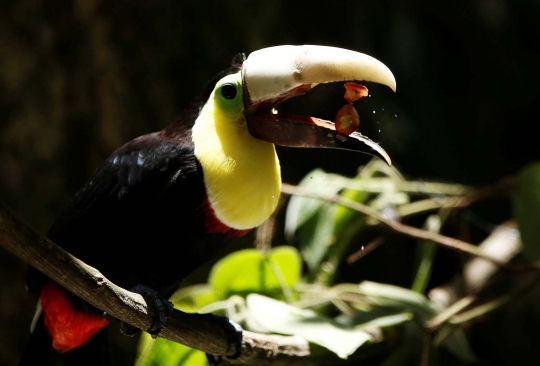 Kisah burung tukan Grecia hidup dengan paruh buatan printer 3D