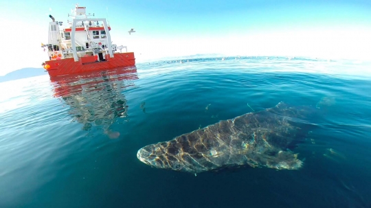 Hiu Greenland, predator berusia sampai 400 tahun