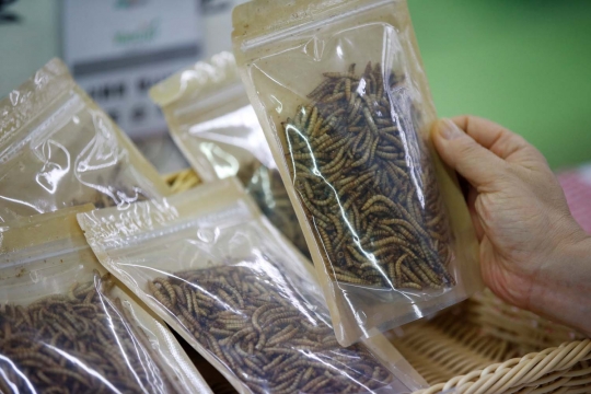 Potret warga Korea Selatan keranjingan kuliner ulat dan serangga