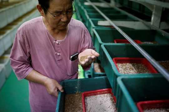 Potret warga Korea Selatan keranjingan kuliner ulat dan serangga