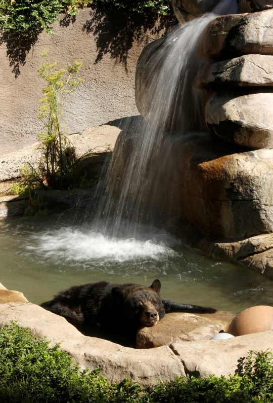 Intip penghuni liar & buas menikmati musim panas di Los Angeles Zoo
