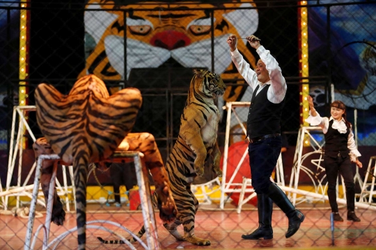 Atraksi menghibur harimau bersama sang pawang di Sriracha Tiger Zoo