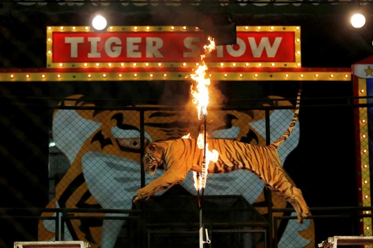 Atraksi menghibur harimau bersama sang pawang di Sriracha Tiger Zoo