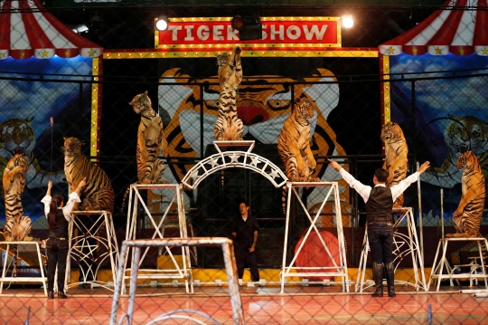 Atraksi menghibur harimau bersama sang pawang di Sriracha Tiger Zoo