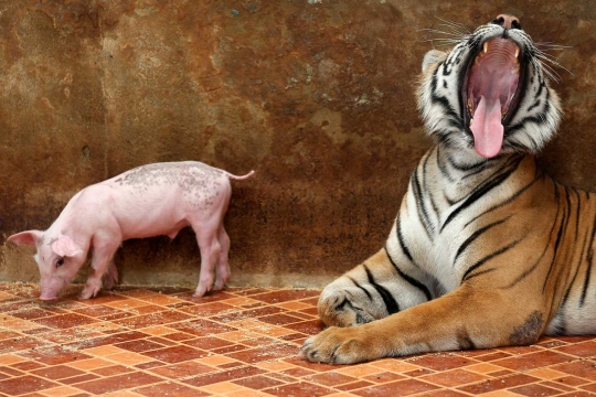 Atraksi menghibur harimau bersama sang pawang di Sriracha Tiger Zoo