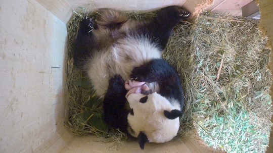 Momen langka panda di Austria melahirkan bayi kembar