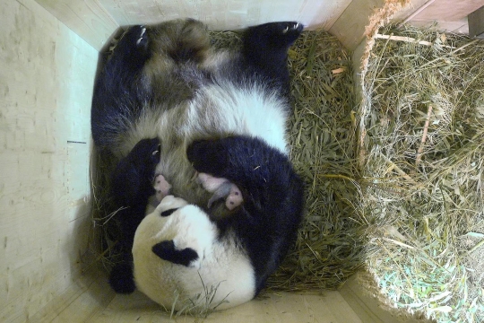 Momen langka panda di Austria melahirkan bayi kembar