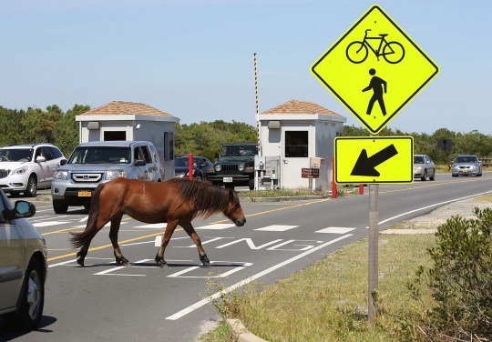 Mengunjungi surga kuda poni di Pulau Assateague