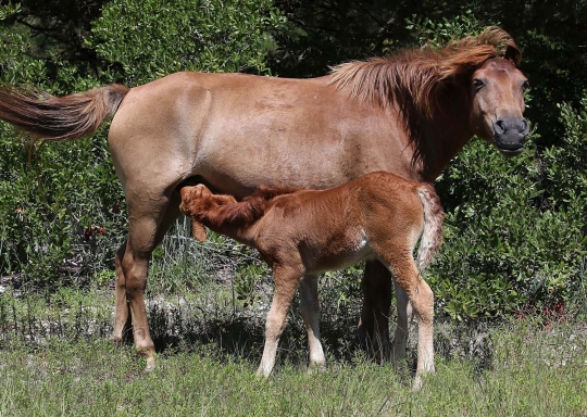 Mengunjungi surga kuda poni di Pulau Assateague