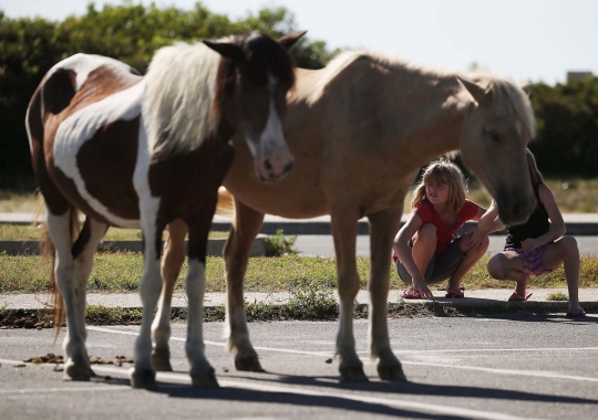 Mengunjungi surga kuda poni di Pulau Assateague