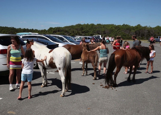 Mengunjungi surga kuda poni di Pulau Assateague