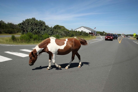 Mengunjungi surga kuda poni di Pulau Assateague