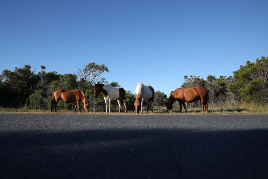 Mengunjungi surga kuda poni di Pulau Assateague