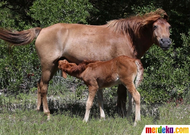 Foto Mengunjungi surga kuda  poni  di Pulau Assateague 