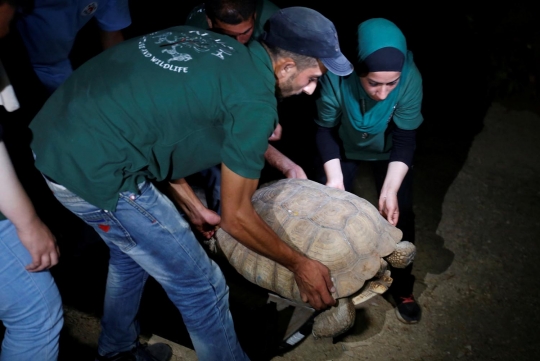 Meratapi hewan di kebun binatang Gaza dipindahkan akibat perang