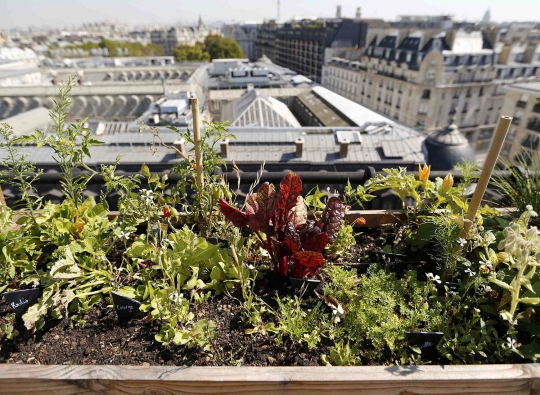 Serunya berkebun menanam sayuran dan buah di atas gedung