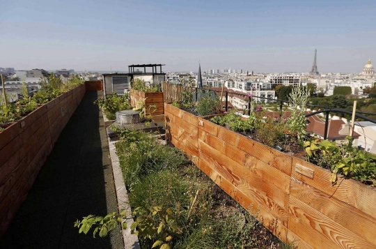 Serunya berkebun menanam sayuran dan buah di atas gedung