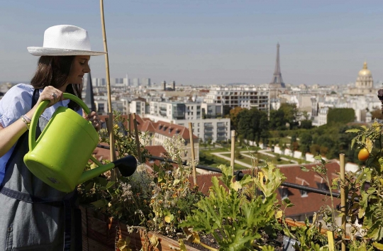 Serunya berkebun menanam sayuran dan buah di atas gedung