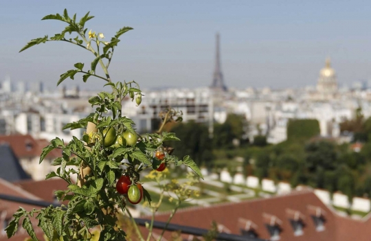 Serunya berkebun menanam sayuran dan buah di atas gedung