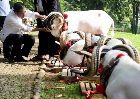 Domba ratusan juta ikut kontes berhadiah Rp 1 miliar dari Jokowi