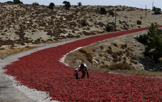 Uniknya petani Turki jemur cabai di jalan raya hingga ratusan meter