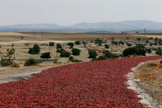 Uniknya petani Turki jemur cabai di jalan raya hingga ratusan meter