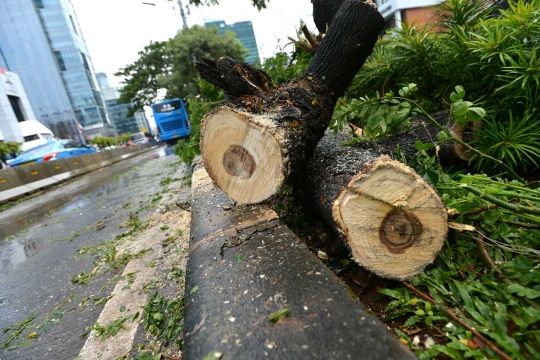 Hujan angin, pohon di Jalan Rasuna Said tumbang