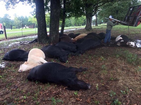 Dahsyatnya sambaran petir bunuh 19 sapi di Texas
