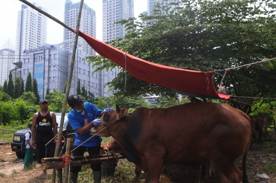 Jelang Idul Adha, kesehatan hewan kurban diperiksa