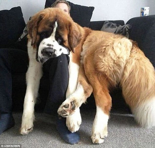 Tingkah lucu anjing-anjing berukuran raksasa