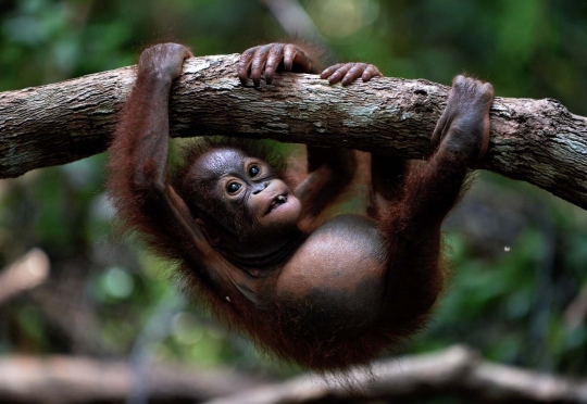 Melihat lebih dekat 'sekolah hutan' di Kalimantan