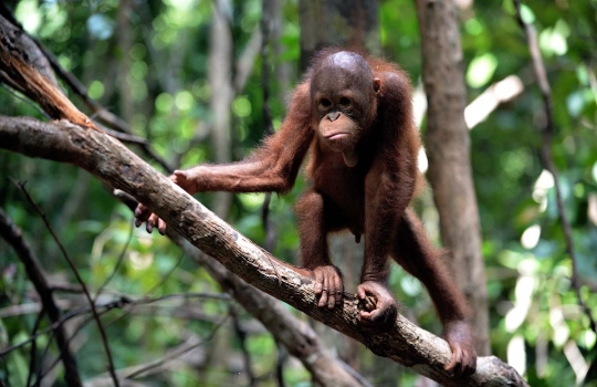 Melihat lebih dekat 'sekolah hutan' di Kalimantan