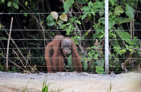 Melihat lebih dekat 'sekolah hutan' di Kalimantan