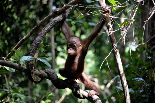 Melihat lebih dekat 'sekolah hutan' di Kalimantan