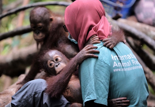 Melihat lebih dekat 'sekolah hutan' di Kalimantan