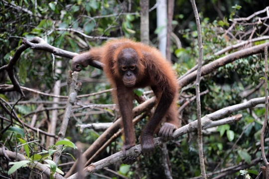 Melihat lebih dekat 'sekolah hutan' di Kalimantan