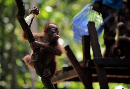 Melihat lebih dekat 'sekolah hutan' di Kalimantan