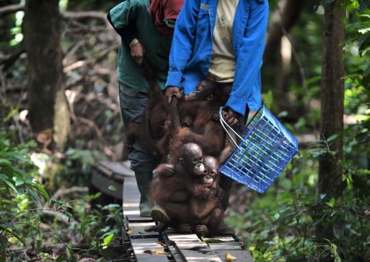 Melihat lebih dekat 'sekolah hutan' di Kalimantan