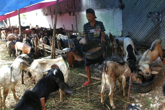 Penjualan hewan kurban mulai ramaikan Ibu Kota