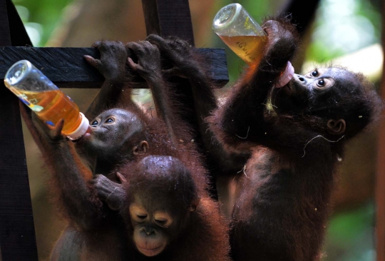 Tingkah lucu bayi orang utan saat asyik ngedot