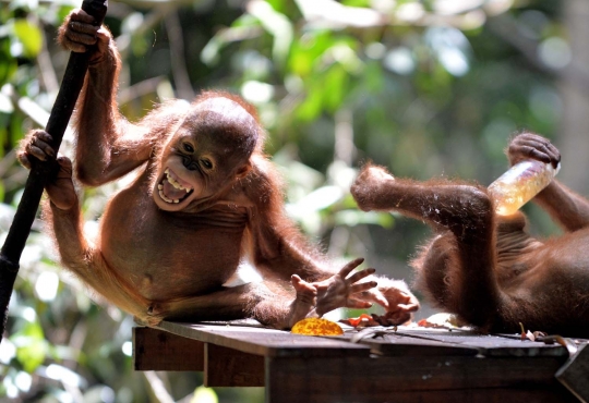 Tingkah lucu bayi orang utan saat asyik ngedot