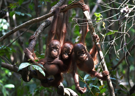 Tingkah lucu bayi orang utan saat asyik ngedot