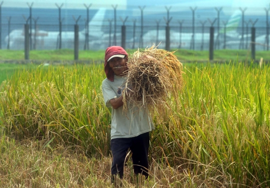 Petani mengeluhkan musim panen dan harga padi turun