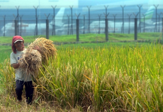 Petani mengeluhkan musim panen dan harga padi turun