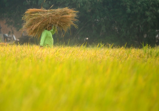 Petani mengeluhkan musim panen dan harga padi turun