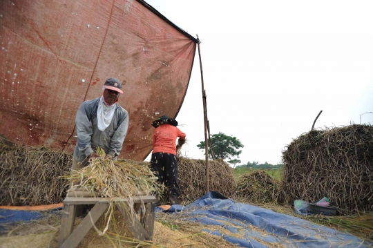 Petani mengeluhkan musim panen dan harga padi turun