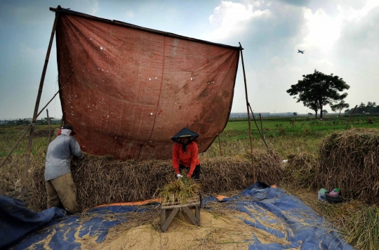 Petani mengeluhkan musim panen dan harga padi turun