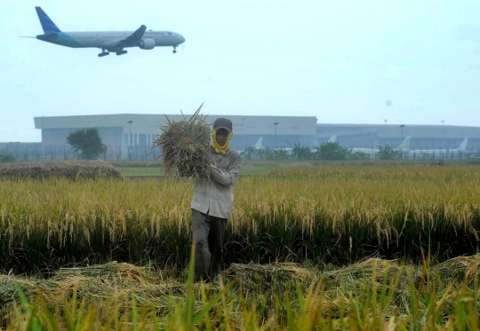 Petani mengeluhkan musim panen dan harga padi turun