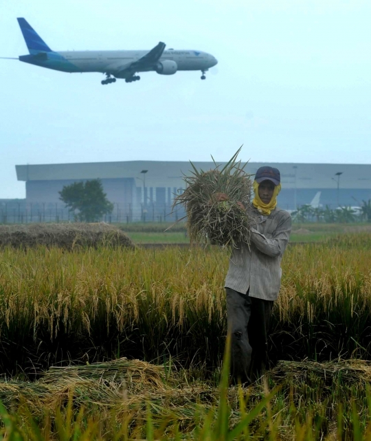 Petani mengeluhkan musim panen dan harga padi turun