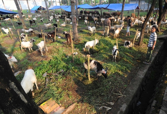 Pedagang hewan kurban musiman padati lapangan Lapas Tangerang